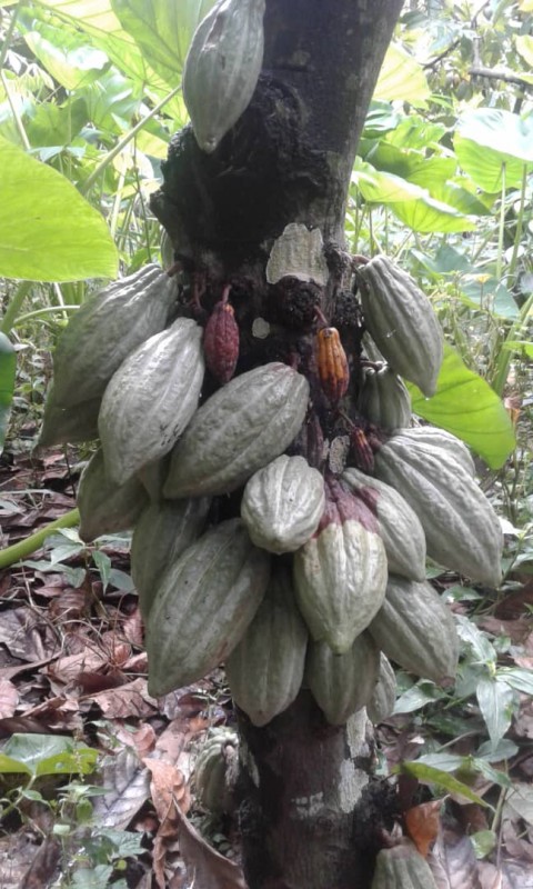 Cacau from Quénia